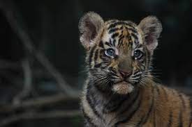 Tiger cub : बिलासपुर रेलवे स्टेशन के पास दिखा टाइगर का बच्चा, विधायक सौरभ सिंह ने वीडियो किया ट्वीट..