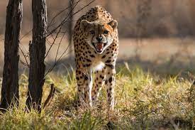Cheetah hunting : किसान बना तेंदुए का शिकार, खेत में काम करते समय किया हमला, गर्दन दबोचकर ले ली जान