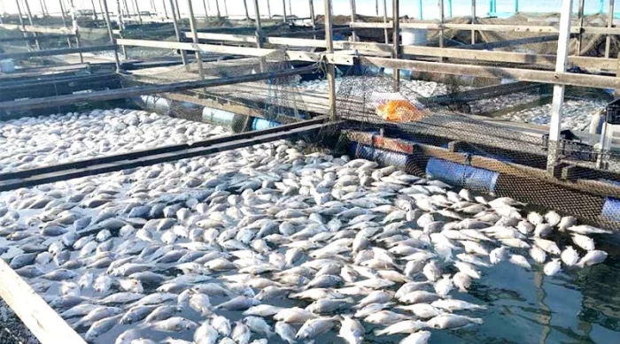 Increased income : छत्तीसगढ़ में मछली पालन को खेती का दर्जा मिलने से बढ़ी आमदनी