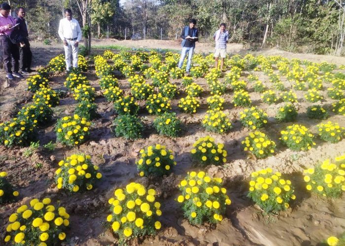 Special Article: The life of women is fragrant with the cultivation of flowers, the production of marigold flowers has brought happiness in the lives of the women of Tudge Gauthan.