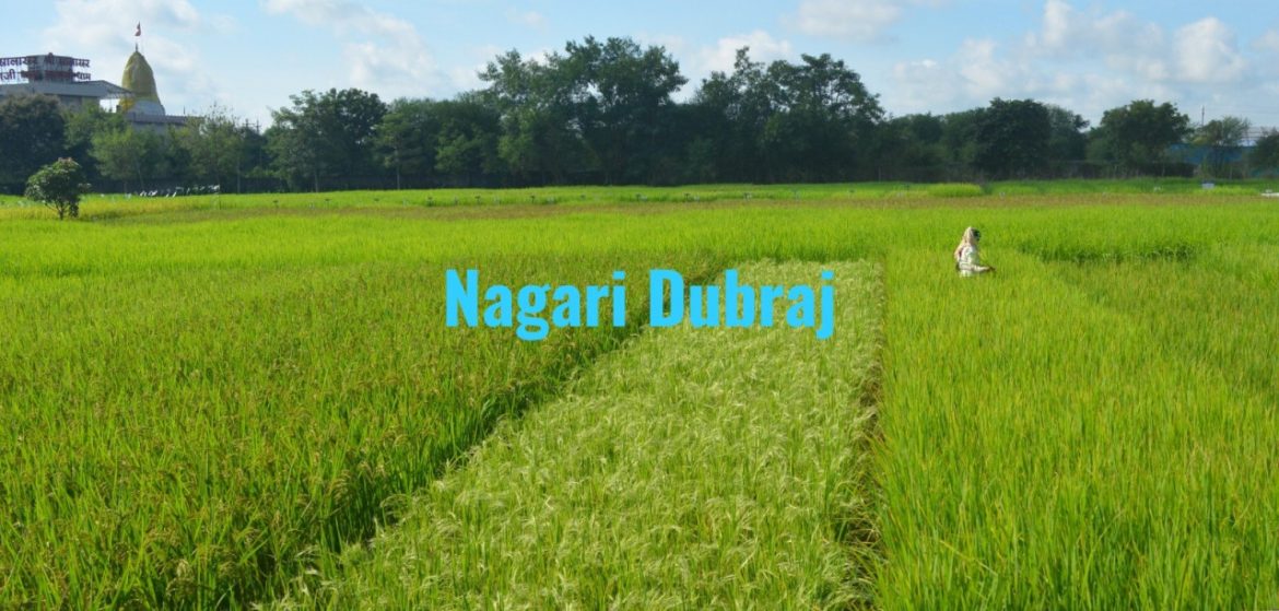 Nagari Dubraj : नगरी दुबराज को मिला जी.आई. टैग, देश के साथ-साथ विदेशों में भी बढ़ेगी मांग