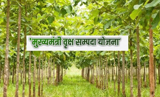CM Tree Estate : किसानों का दिनों-दिन बढ़ रहा रूझान…चालू वर्ष में 36 हजार एकड़ भूमि में होगा वृक्षारोपण
