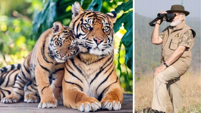 Tigers in India: Number of tigers in the country increased to 3167, PM Modi released figures