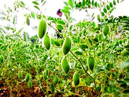 Rabi Crops: Application for insurance of Rabi crops till 01 January