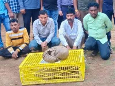 Smuggler Arrested: Three accused caught smuggling a live pangolin worth about Rs 10 lakh