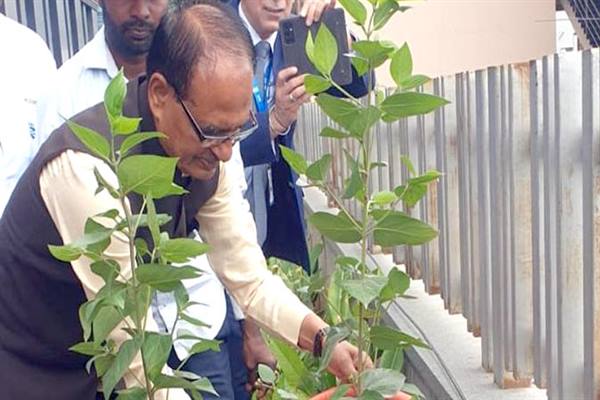 Tree Plantation: Chief Minister Shivraj planted a Parijat plant