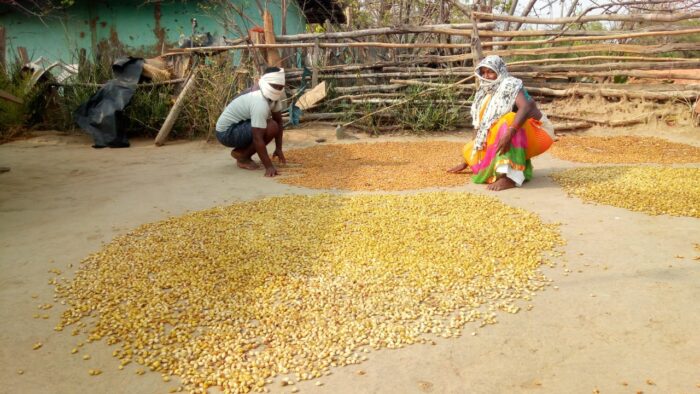 Minor Forest Produce: Three-fourth of the country's minor forest produce is collected in Chhattisgarh.