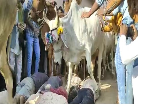 Village Tradition: A game of superstition in the name of faith…! People get themselves trampled under the feet of 'cows'...watch the gruesome VIDEO