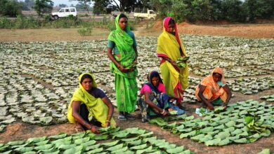 MP Tendu Leaf: Tendu leaf collection rate increased to Rs 4 thousand per bag, 35 lakh tendu leaf collectors will benefit...Forest Department issued orders.