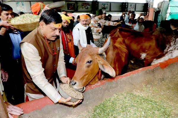 MP CM In Ujjain: Madhya Pradesh Chief Minister Dr. Mohan Yadav visited cow shelters and ashrams in Ujjain.