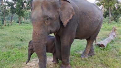 Special Article : Elephant Relief and Rehabilitation Center Ramkola has an important role in advancing wildlife conservation efforts and effective management of human-animal conflict