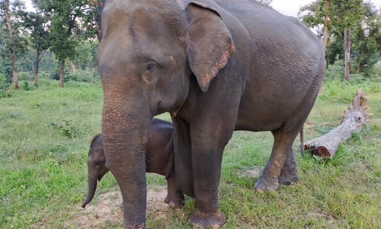 Special Article : Elephant Relief and Rehabilitation Center Ramkola has an important role in advancing wildlife conservation efforts and effective management of human-animal conflict