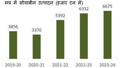 MP NEWS: Madhya Pradesh again gets the title of "Soya Pradesh", leaves behind Maharashtra, Rajasthan, ranks first in the country with a production of 5.47 million tonnes