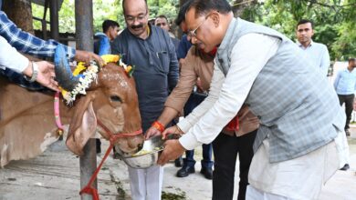 Govardhan Puja: The simplicity of the Chief Minister won everyone's heart- he fed prasad to the cow devotee with his own hands...