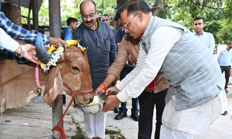 Govardhan Puja: The simplicity of the Chief Minister won everyone's heart- he fed prasad to the cow devotee with his own hands...