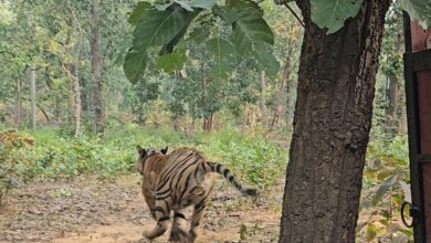 Baranwapara Forest Area: The roar of the rescued tiger will echo in the Tamor Pingla Tiger Reserve, the rescued tiger from Baranwapara forest area was released today by the Forest Department in the Tamor Pingla Tiger Reserve.