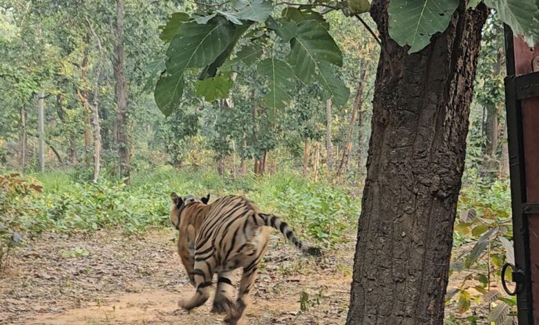 Baranwapara Forest Area: The roar of the rescued tiger will echo in the Tamor Pingla Tiger Reserve, the rescued tiger from Baranwapara forest area was released today by the Forest Department in the Tamor Pingla Tiger Reserve.