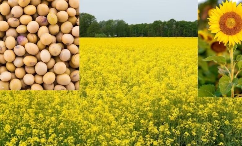 CG NEWS: On the initiative of Chief Minister Vishnudev Sai, approval has been given to increase the subsidy amount on production and distribution of oilseed crop seeds from Rs. 1000 to Rs. 1500 per quintal.