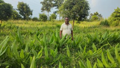 Special Article: Farmers are taking advantage of the National Horticulture Mission Scheme, farmer Harkchand Sai is cultivating turmeric, demand for turmeric is always there in the market