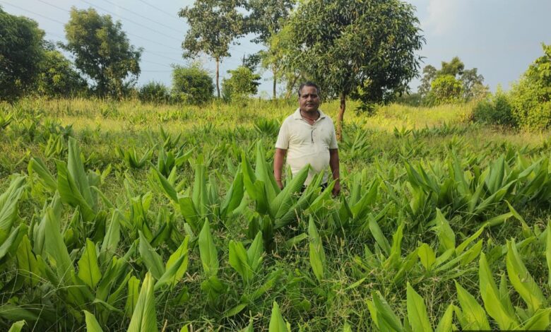 Special Article: Farmers are taking advantage of the National Horticulture Mission Scheme, farmer Harkchand Sai is cultivating turmeric, demand for turmeric is always there in the market