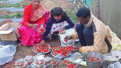 JASHPUR DISTRICT: Strawberry farming is becoming popular in Jashpur region, earning 3 to 4 lakhs per acre, 60 farmers are doing farming