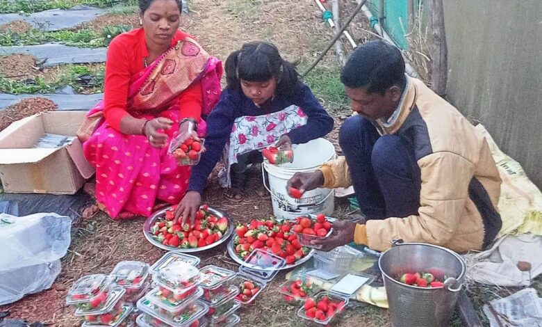 JASHPUR DISTRICT: Strawberry farming is becoming popular in Jashpur region, earning 3 to 4 lakhs per acre, 60 farmers are doing farming