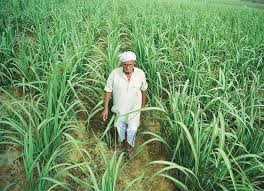 CG NEWS: Bhoramdev Sugar Factory pays Rs 44.99 crore to sugarcane farmers