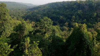 Forest to Pharmacy: From forests to prosperity, modern Ayurvedic processing unit to be inaugurated in Chhattisgarh on 29 June, Chhattisgarh's Ayurvedic processing project makes 'Vocal for Local' a reality