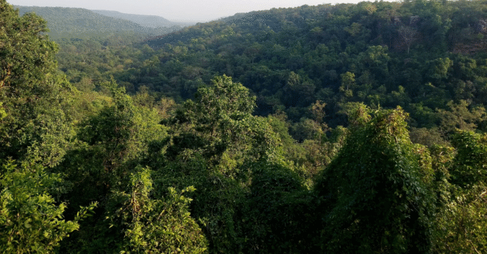 Forest to Pharmacy: From forests to prosperity, modern Ayurvedic processing unit to be inaugurated in Chhattisgarh on 29 June, Chhattisgarh's Ayurvedic processing project makes 'Vocal for Local' a reality