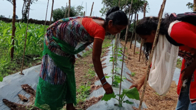CG Bihaan: Women in Bastar are moving towards becoming Lakhpati Didi through 'Bihaan', income is increasing due to integrated farming and related activities