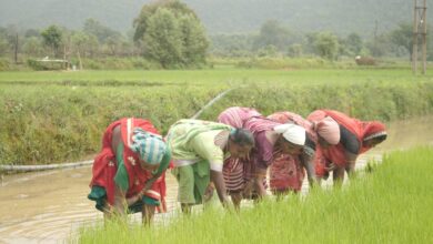 Special Article : Fertilizer was received on time, hopes blossomed, Santosh's hard work will pay off, paddy of hopes will flourish in Santosh's fields of Korkoma