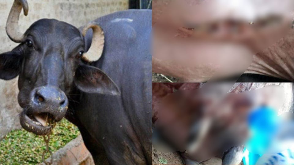 Cruelty: Inhumane incident! Buffaloes entered a field... An angry man and his son cut off the udders of 12 buffaloes... causing a sensation in the area.