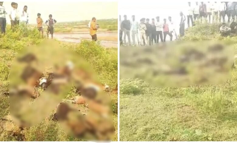 Lightning Accident: Beware! The horror of a natural disaster... Lightning wreaks havoc in Paragaon, Raipur... 27 goats grazing on the riverbank die.