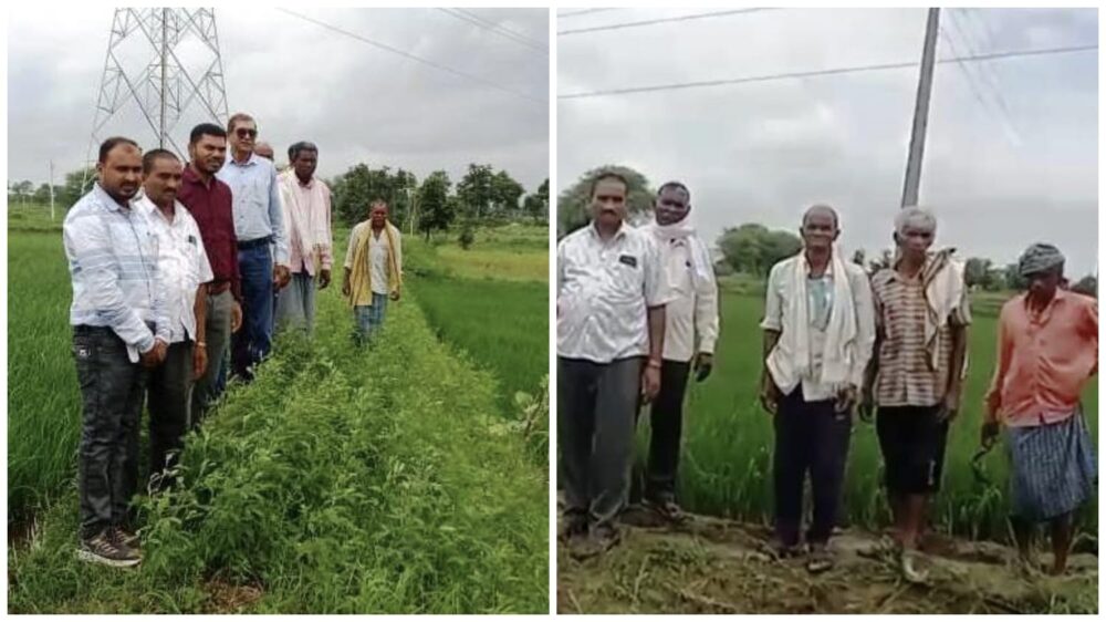 Vikram TCR Seed: Good news for farmers! 67 hectares of improved rice seeds have been cultivated! They are safe even in storms... a boon for a district struggling with water scarcity... See the features here.