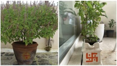 Navratri Special: Keep the Tulsi plant in this direction of your home during Navratri...! It's considered a miraculous remedy for increasing wealth and prosperity.