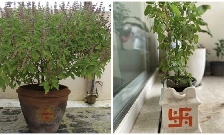 Navratri Special: Keep the Tulsi plant in this direction of your home during Navratri...! It's considered a miraculous remedy for increasing wealth and prosperity.