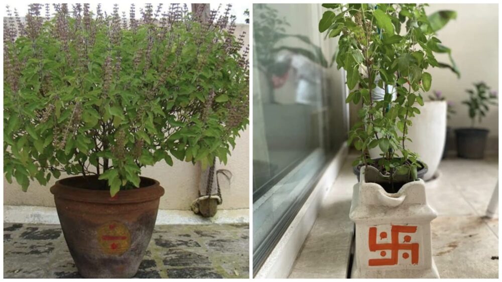Navratri Special: Keep the Tulsi plant in this direction of your home during Navratri...! It's considered a miraculous remedy for increasing wealth and prosperity.