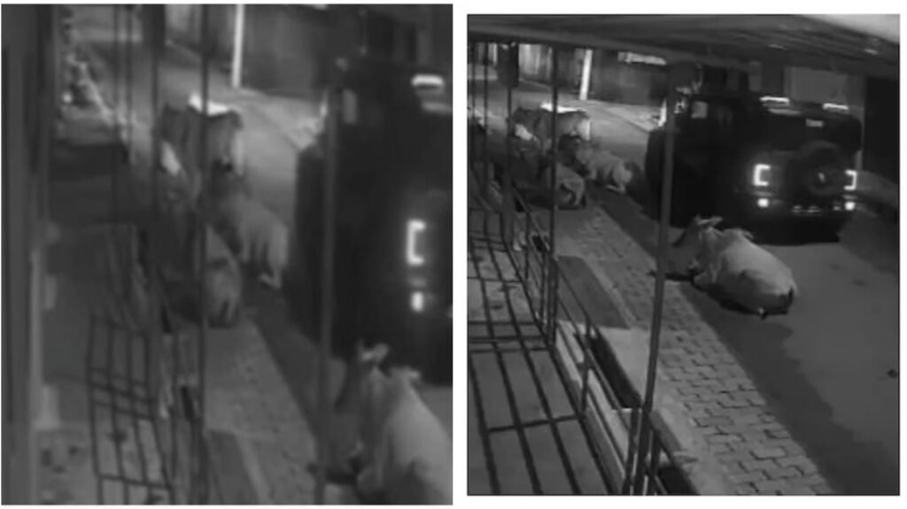 Crushed the Calf : उफ्फ…थार चालक की क्रूरता…! बेजुबान की चीखें भी नहीं पिघला सकीं दिल…बछड़े को बेरहमी से कुचल दिया…यहां देखें Video