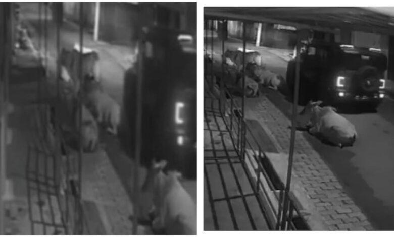 Crushed the Calf : Uff…the cruelty of the Thar driver…! Even the screams of the speechless animal could not melt the heart…the calf was crushed mercilessly…watch the video here