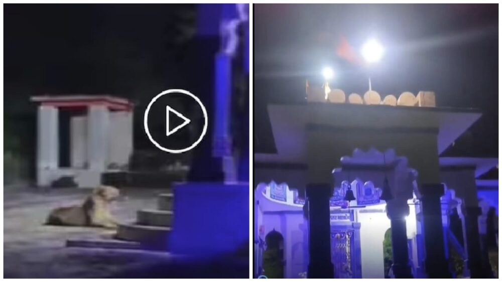 Maa Durga ka Darbar: A lion holds court in the temple! The king of the jungle is seen sitting at the feet of Maa Durga during Navratri...watch the amazing viral video here.