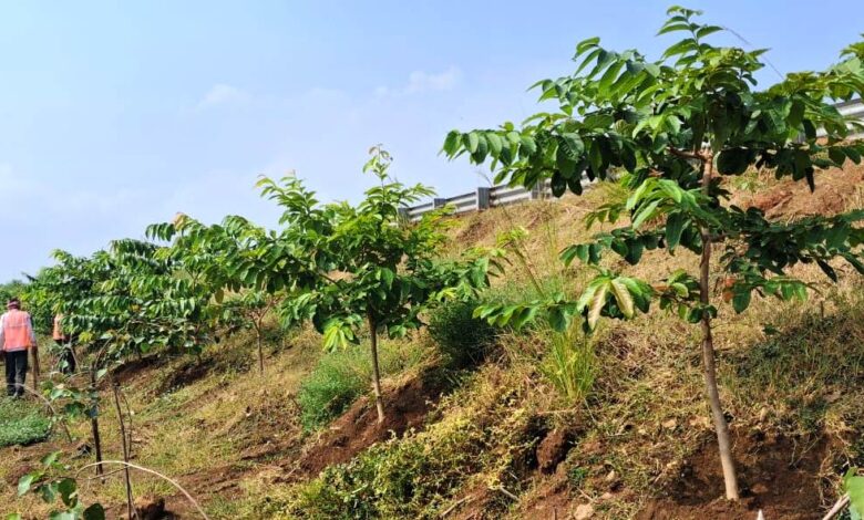Green Corridor: Chhattisgarh's national highways are becoming green corridors; NHAI planted 2.71 lakh saplings this year, planting trees along roadsides and dividers under the 'Ek Ped Maa Ke Naam 2.0' campaign.