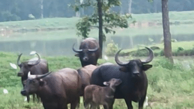 Special Article: Barnawapara Sanctuary becomes favorable for state animal, number of wild buffaloes increases