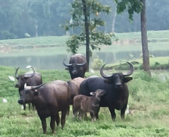 Special Article: Barnawapara Sanctuary becomes favorable for state animal, number of wild buffaloes increases