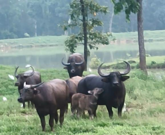 Special Article: Barnawapara Sanctuary becomes favorable for state animal, number of wild buffaloes increases