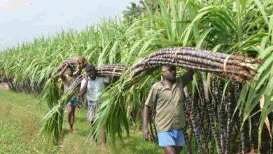 Bhoramdev Sugar Factory: A historic decision for Kawardha's sugarcane farmers! Now, non-shareholder farmers will also receive membership.