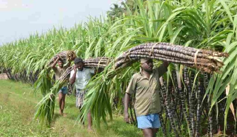 Bhoramdev Sugar Factory : कवर्धा के गन्ना किसानों के लिए ऐतिहासिक फैसला…! अब गैर-अंशधारी किसानों को भी मिलेगी सदस्यता