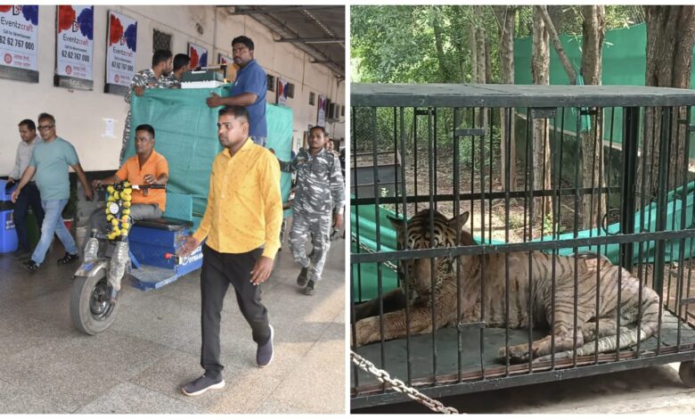 Howrah-Ahmedabad Express: Tigress "Bijli" leaves Raipur for treatment in Gujarat! Why is this initiative special? Watch the video here.