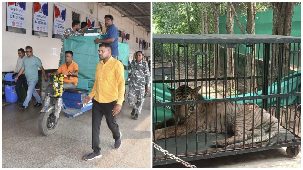 Howrah-Ahmedabad Express: Tigress "Bijli" leaves Raipur for treatment in Gujarat! Why is this initiative special? Watch the video here.