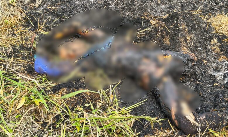 Young Man Burnt Alive: Big Breaking News... A major incident from Balodabazar... A young woman was burned alive by setting her para on fire... Villagers informed the police after seeing the smoke... Watch here