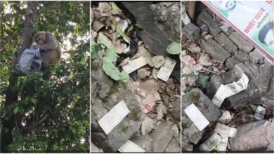 Monkey Behavior: A surprising incident! A monkey stole a bag containing millions of rupees from a bike's trunk, climbed a tree, and threw 500 rupee notes from the top. Watch the viral video here.